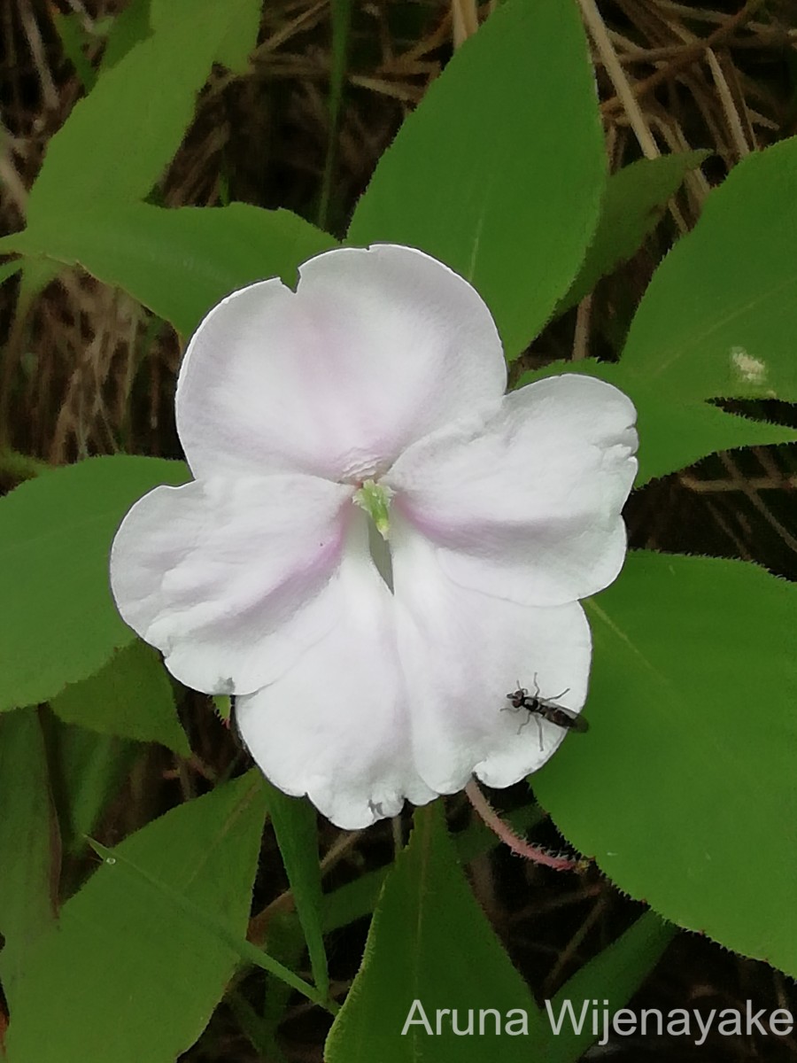 Impatiens henslowiana Arn.